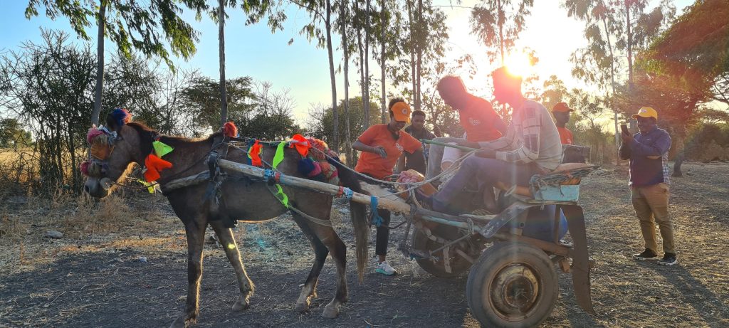 The Green Scene team travelling to Abuserkema by donkey cart at sunset