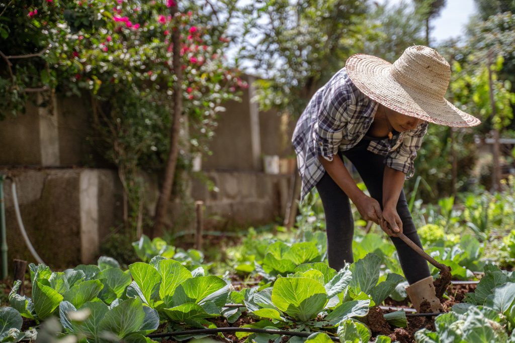 Farmer using a solar water pump installed by Green Scene Energy in Ethiopia